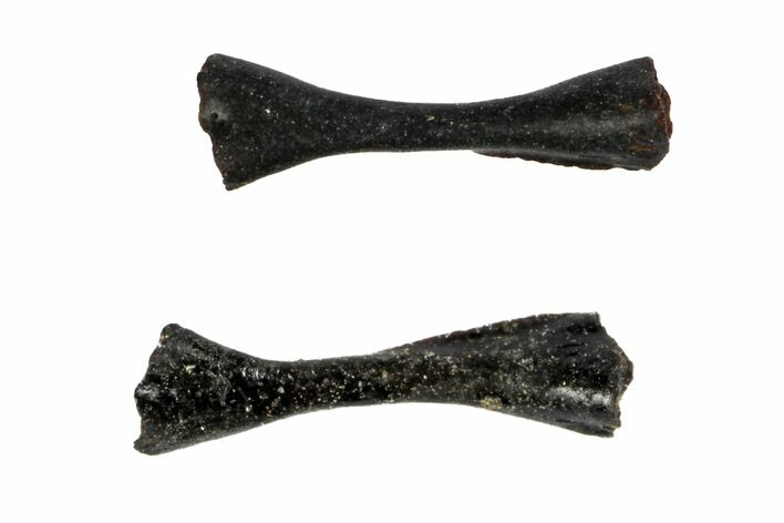 Pair of Permian Reptile Limb Bones - Oklahoma #140113